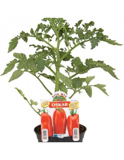 Plant de tomate ovale Oskar...