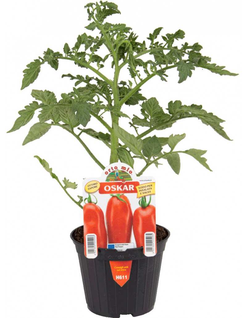 Plant de tomate ovale Oskar...