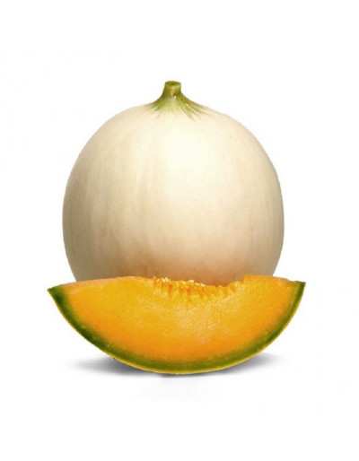 Melone Liscio Bacir