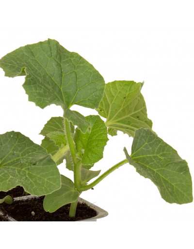 Smooth Bacir Melon plant