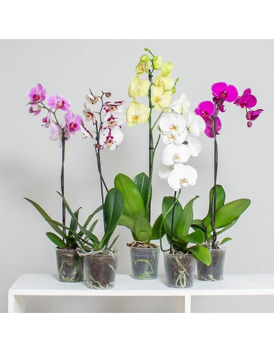 Transparent Vase for Orchids