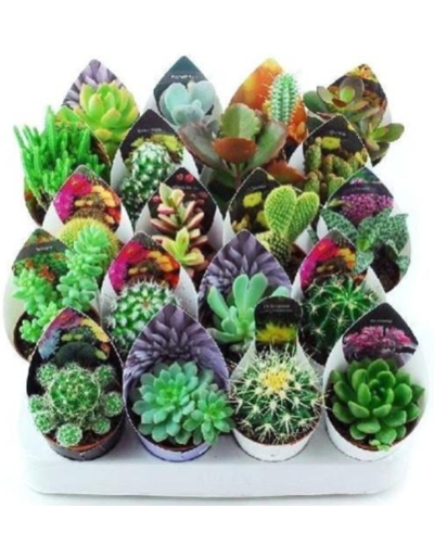 Mix Succulent Plants and...