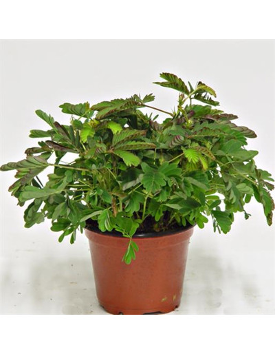 Mimosa Púdica Psíquica