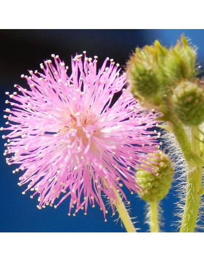 Mimosa Púdica Psíquica