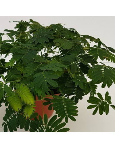 Mimosa Púdica Psíquica
