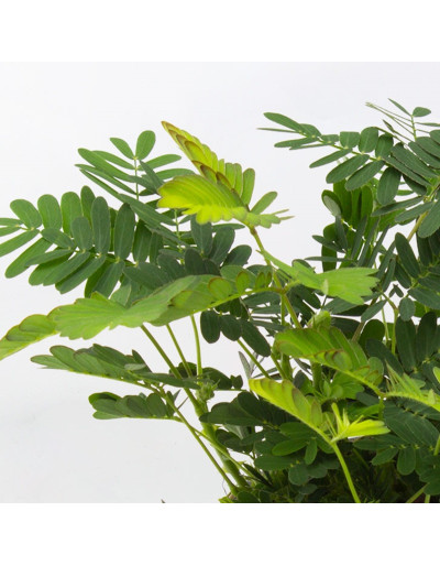 Mimosa Púdica Psíquica