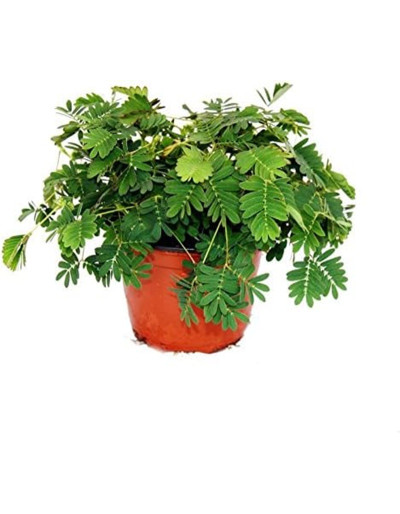 Mimosa Púdica Psíquica