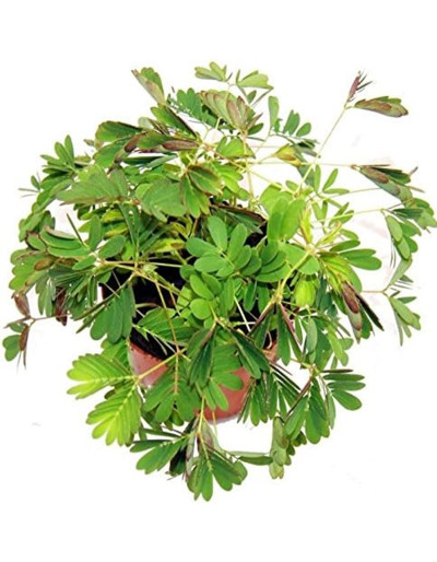 Mimosa Púdica Psíquica