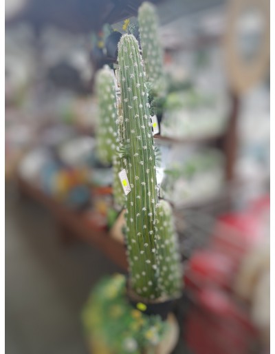 Cactus mexicano con olla